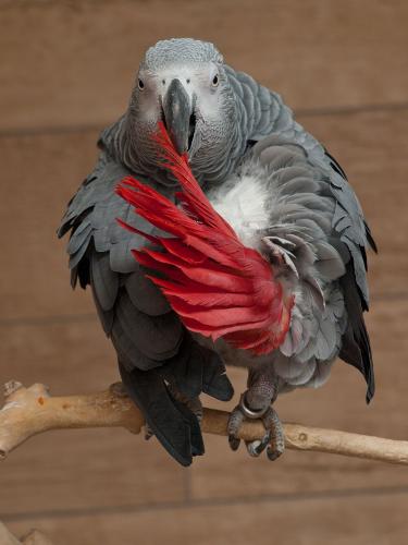 Jako
