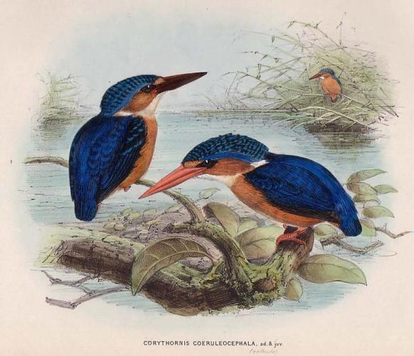 Kingfisher