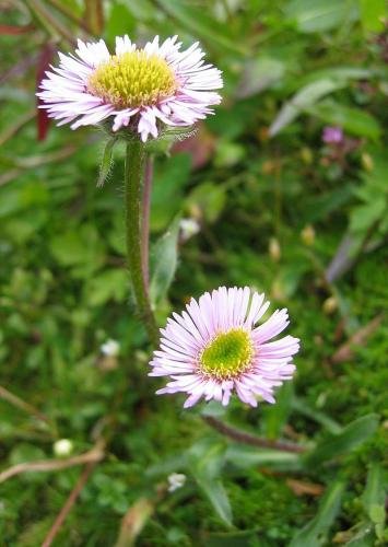 Erigeron