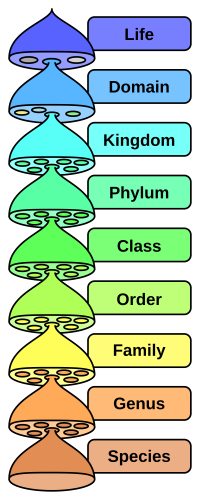 Domaine (biologie)