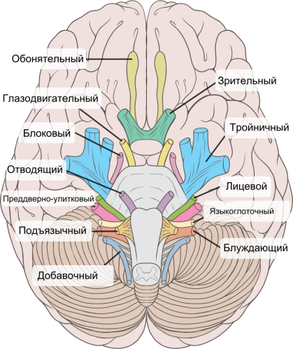 Hirnnerv
