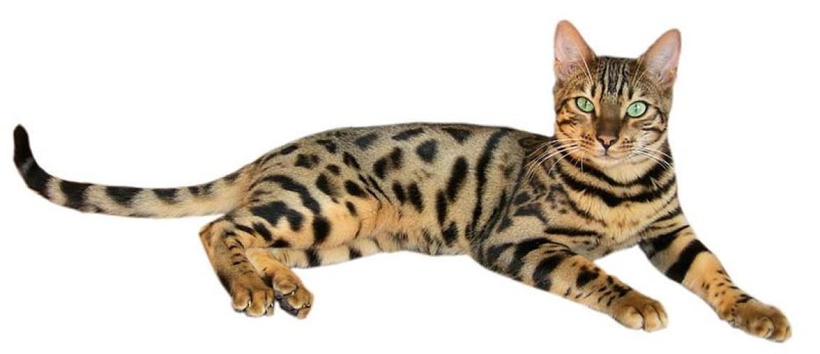 Bengal kedisi