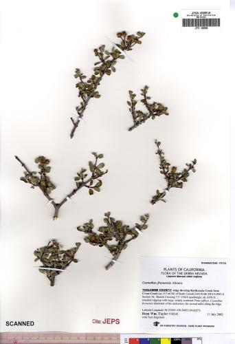 Ceanothus fresnensis