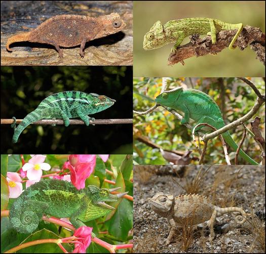 Chamaeleonidae