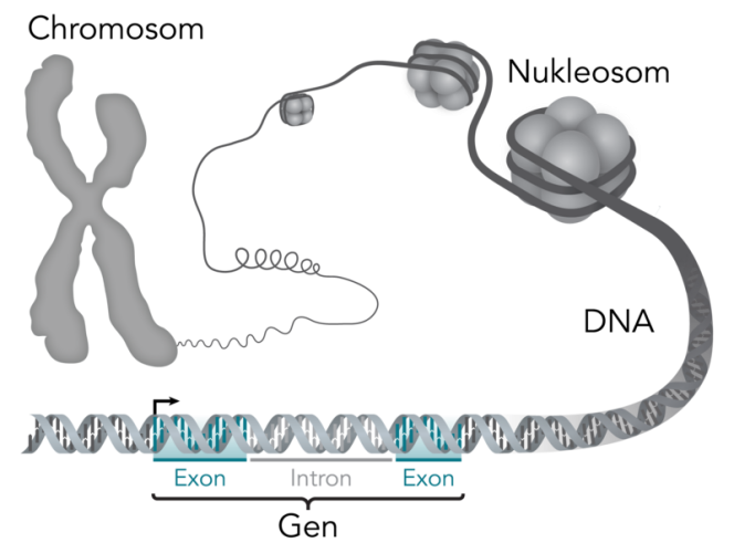 Gene