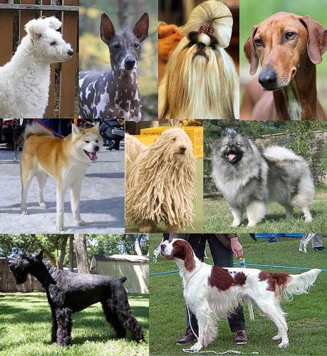 Dog