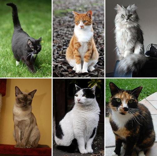 Hauskatze
