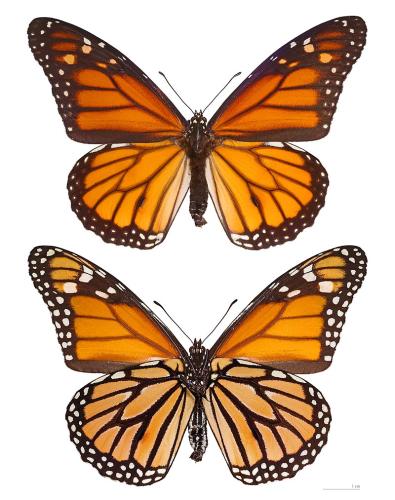 Monarch butterfly