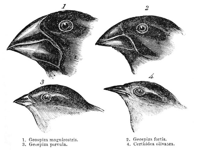 Biologia evolutiva