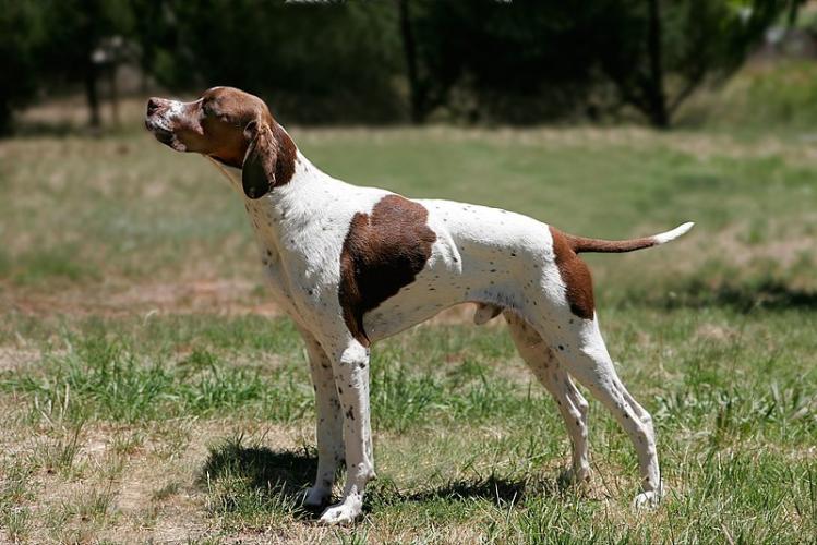 Jagdhund