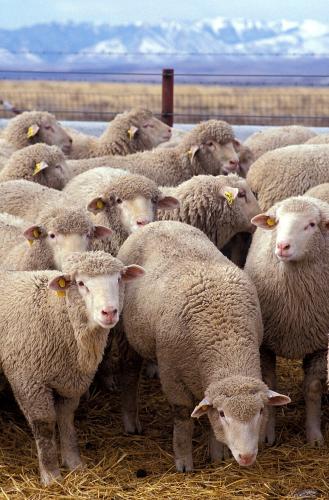 Ovis orientalis aries