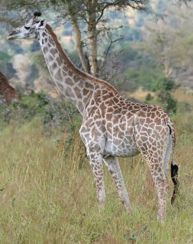 Girafe