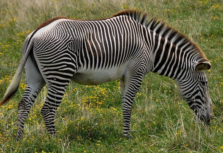 Equus