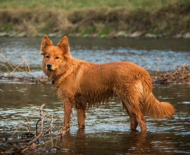 Canis lupus familiaris