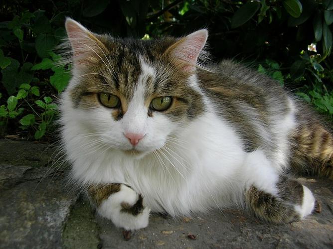 Gato