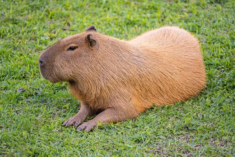 Capivara