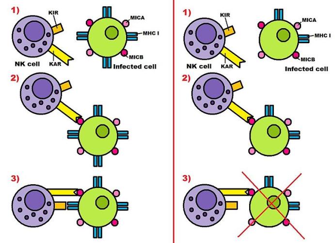 Killer activation receptor
