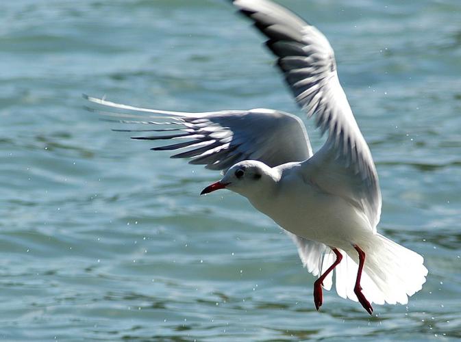 Laridae