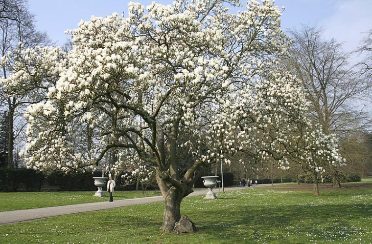 Magnolien