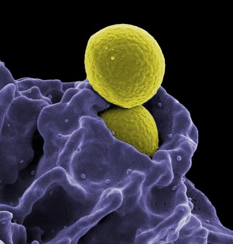 Immunologia