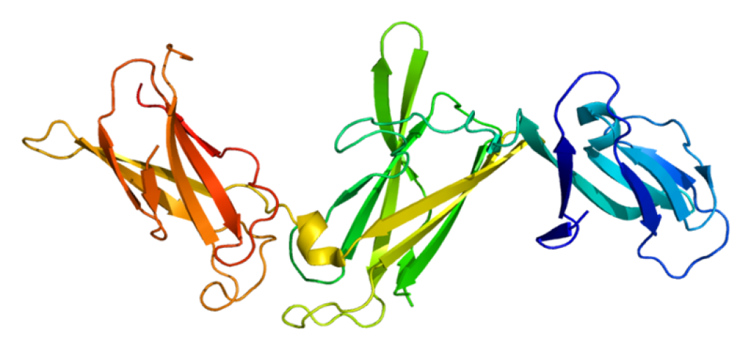 Interleukin-12 subunit beta