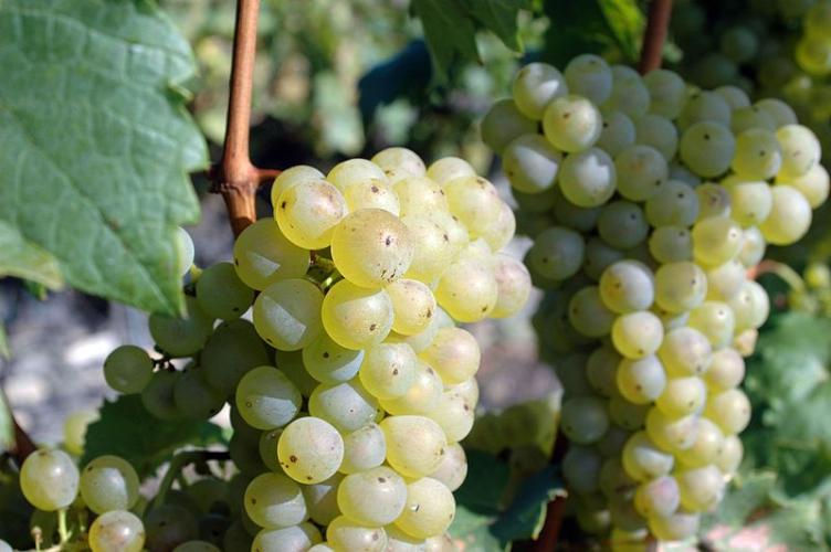 Viticultura