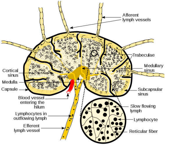 Ganglion lymphatique