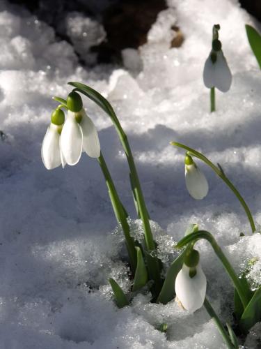 Vorfrühling