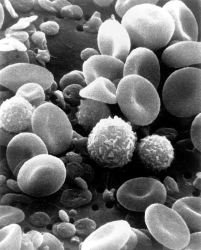 Cell (biology)