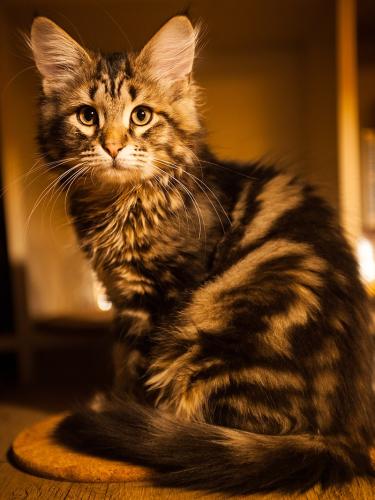 Siberian cat