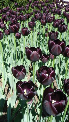 Die schwarze Tulpe (Roman)