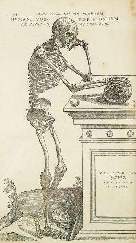 Anatomía