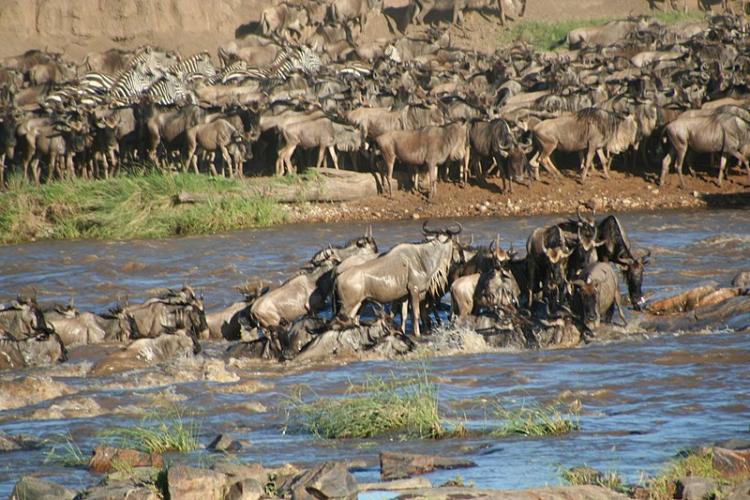 Migration (Biologie)