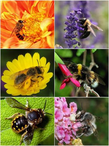 Bee