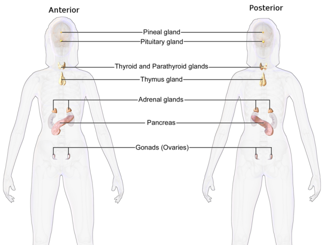 Endocrinología