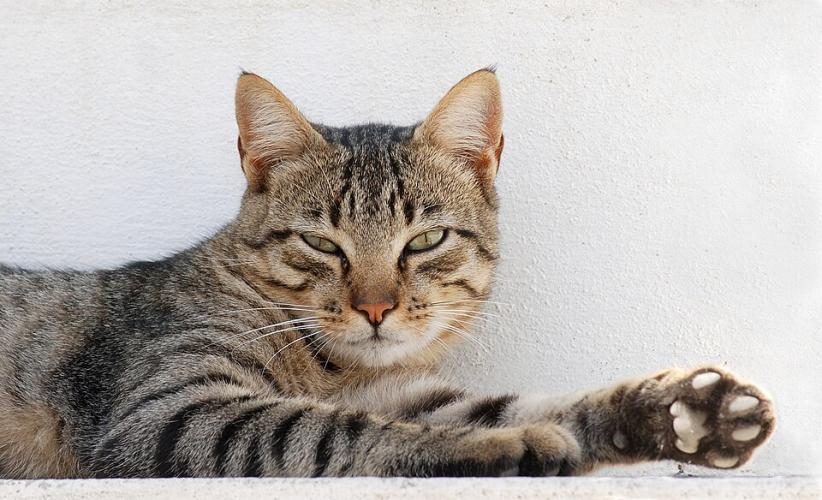 Kedi