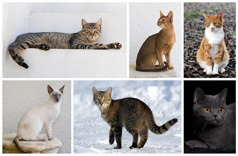 Gatto domestico