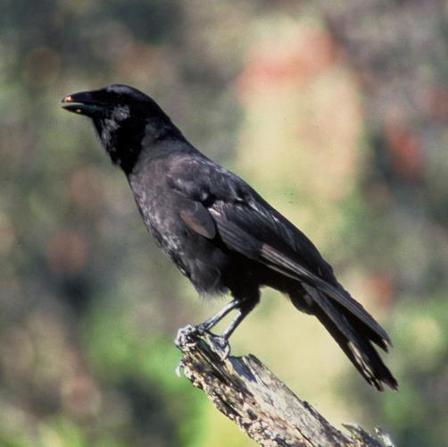 Specie estinta in natura