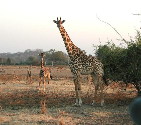 Girafe