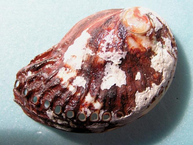 Haliotis spadicea