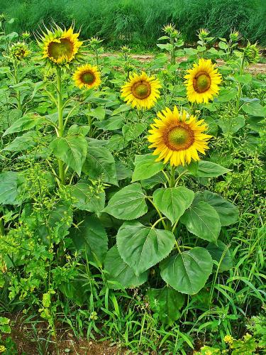 Helianthus