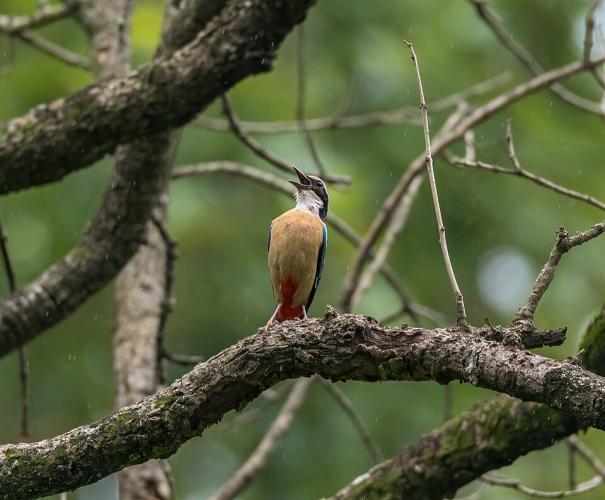 Parsa National Park