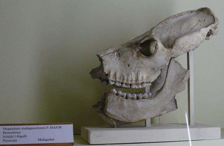 Megaladapis edwardsi