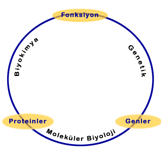 Biología molecular