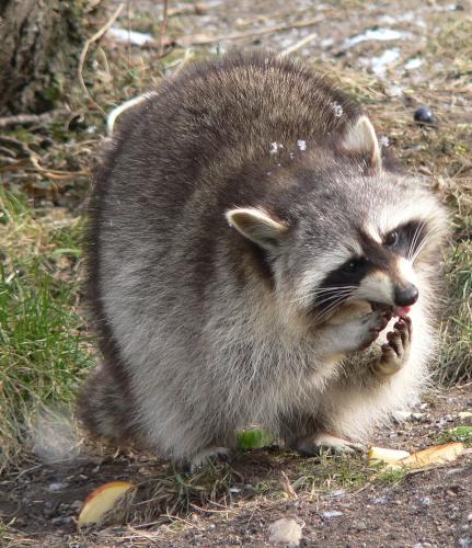 Raccoon