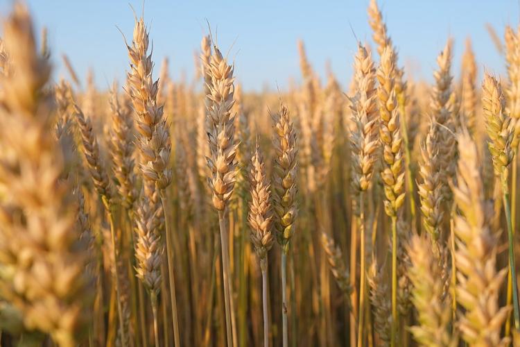 Triticum