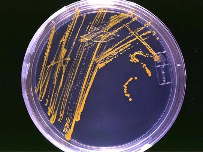 Microbiologie