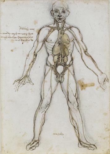 Corpo umano