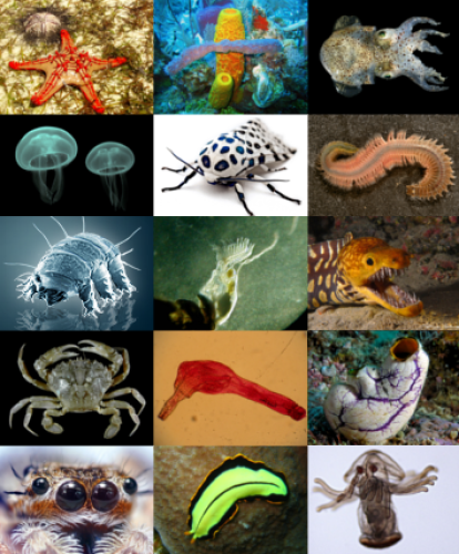Animalia