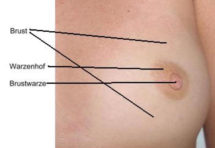 Nipple